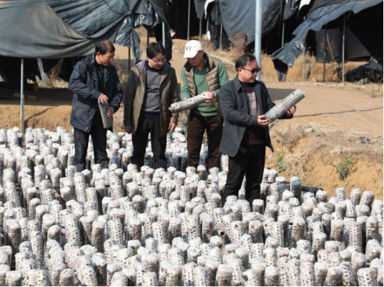 食用菌不出菌——种植户告急！